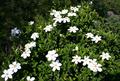 Gardenia Jasminoides